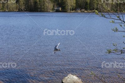Bird landing in lake