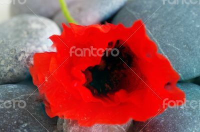 Closeup of dew drops on a poppy petal