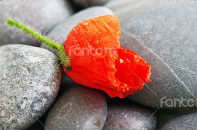 Closeup of dew drops on a poppy petal