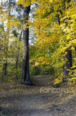 Path leading through the autumn forest on a sunny late afternoon