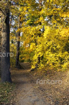 Path leading through the autumn forest on a sunny late afternoon