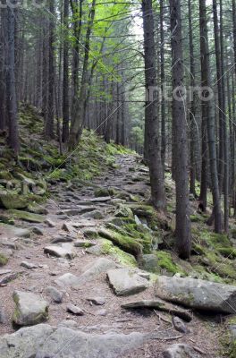 Pathway in summer green mountain forest Pathway in summer green mountain forest