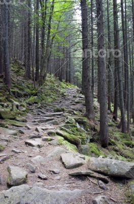 Pathway in summer green mountain forest 