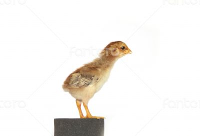 Baby chicken - Stock Image