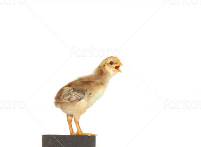 Baby chicken - Stock Image