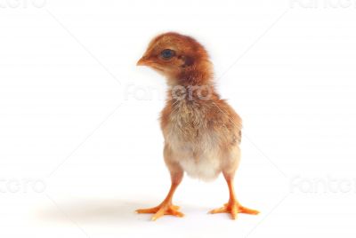 Baby chicken - Stock Image