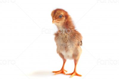 Baby chicken - Stock Image