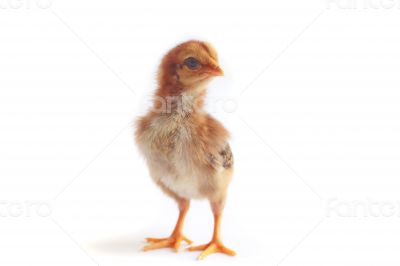 Baby chicken - Stock Image