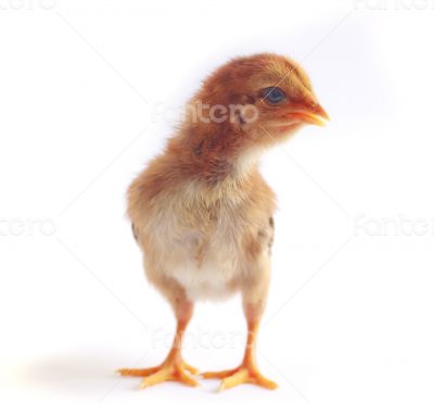 Baby chicken - Stock Image