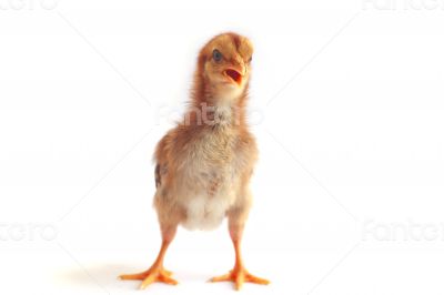 Baby chicken - Stock Image