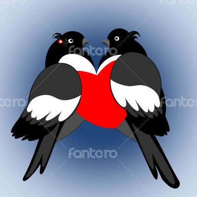 A pair of lovers bullfinches with heart 