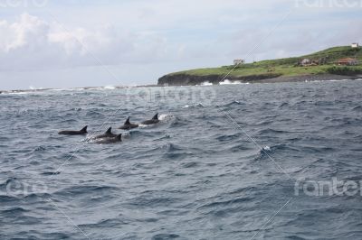 Dolphins at Fernando de Noronha, Brazil