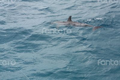 A dolphin at Fernando de Noronha, Brazil