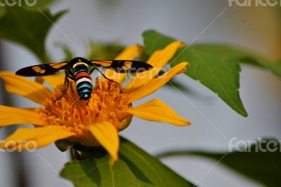 Insect on flower - so colorful
