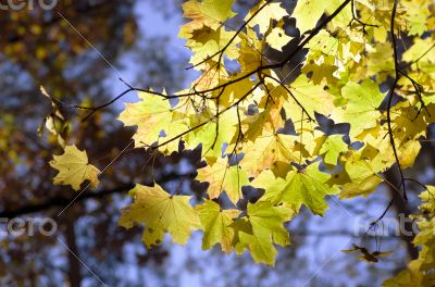 autumn background maple leaves close up