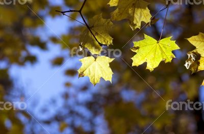 autumn background maple leaves close up 