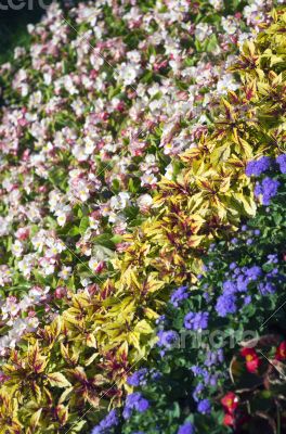 Kiev opened a traditional 59 flower exhibition, 2014 in Kiev, Uk