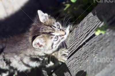 nice cat nice cat