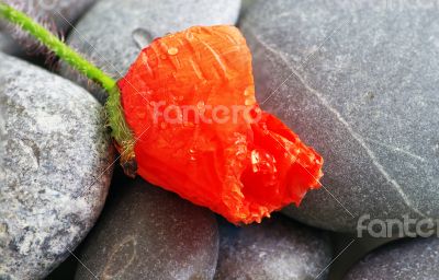 Closeup of dew drops on a poppy petal