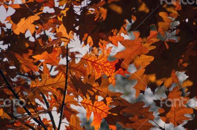 Collection of Beautiful Colorful Autumn Leaves / green, yellow, 