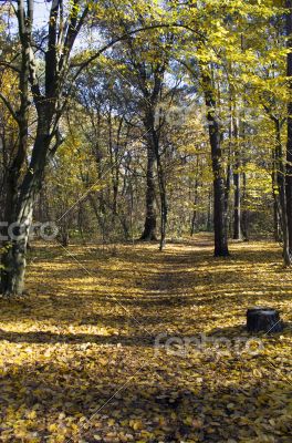 Collection of Beautiful Colorful Autumn Leaves / green, yellow, 