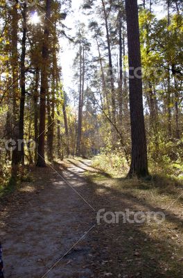 Collection of Beautiful Colorful Autumn Leaves / green, yellow, 