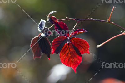 Collection of Beautiful Colorful Autumn Leaves / green, yellow, 