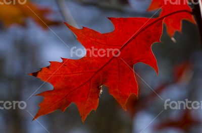 Collection of Beautiful Colorful Autumn Leaves / green, yellow, 