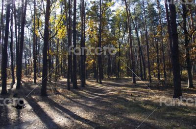 Collection of Beautiful Colorful Autumn Leaves / green, yellow, 