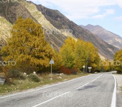 Empty  asphalt road, trees with yellowed leaves