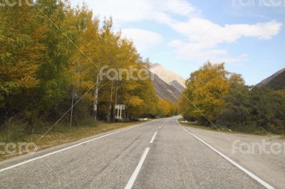 Empty asphalt road, trees with yellowed leaves