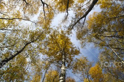 Autumn trees with yellow leaves against the sky