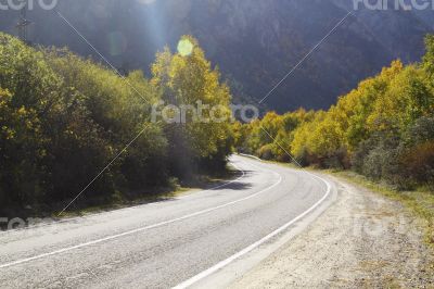Empty asphalt road, trees with yellowed leaves Empty asphalt road, trees with yellowed leaves
