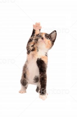 Calico Kitten Reaching Up Calico Kitten Reaching Up