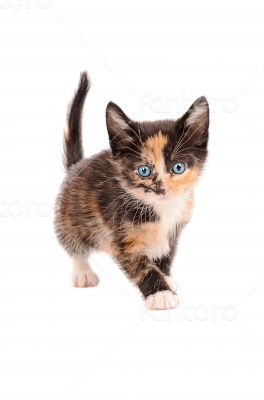 Calico Kitten Standing Calico Kitten Standing