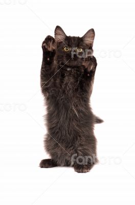 Fluffy Black Kitten Standing Fluffy Black Kitten Standing