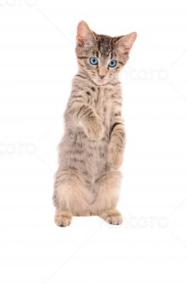 standing tabby tongue out standing tabby tongue out