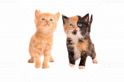 A Calico and Orange Tabby Kitten A Calico and Orange Tabby Kitten