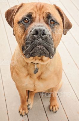 Sad Bull Mastiff Dog