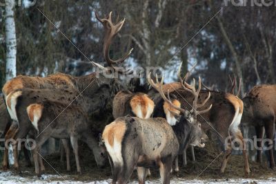 red deers