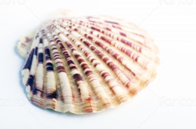 Marine sea shell in a studio setting against a white background 