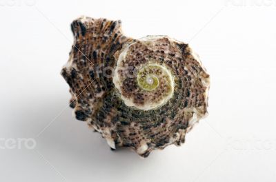 Marine sea shell in a studio setting against a white background 