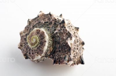 Marine sea shell in a studio setting against a white background 