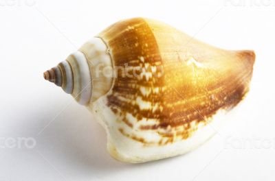 Marine sea shell in a studio setting against a white background 