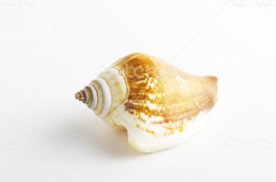 Marine sea shell in a studio setting against a white background 