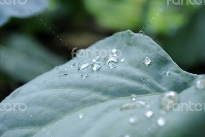 dew on plant
