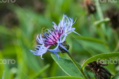 serratula serratula