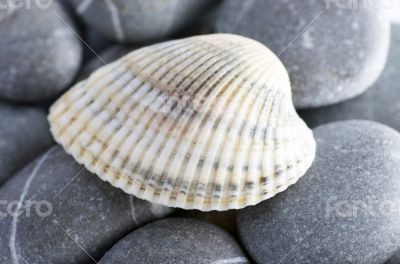 Natural spa elements- seashell with starshell and stones on whit Natural spa elements- seashell with starshell and stones on whit