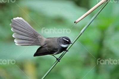 Spot Breasted Fantail