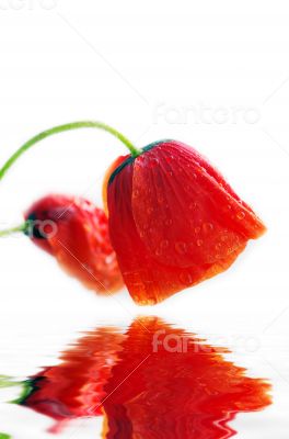 Studio Shot of Red Colored Poppy Flowers Isolated on White Backg